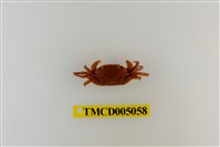 藏品(絨毛近方蟹)的圖片